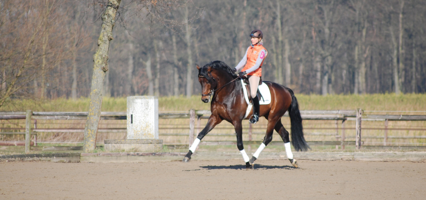 wehorse-Ingrid-Klimke-Dressage