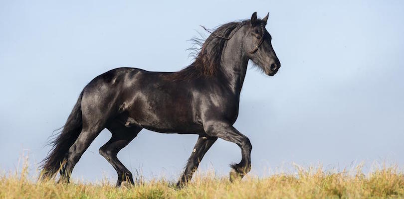 A black horse trotting in an open field.