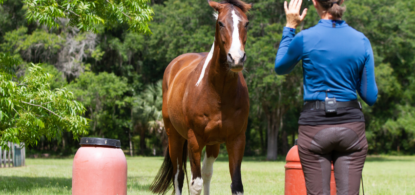 Dressage trainer Karen Rohlf works with her horse at liberty to develop confidence on the ground.