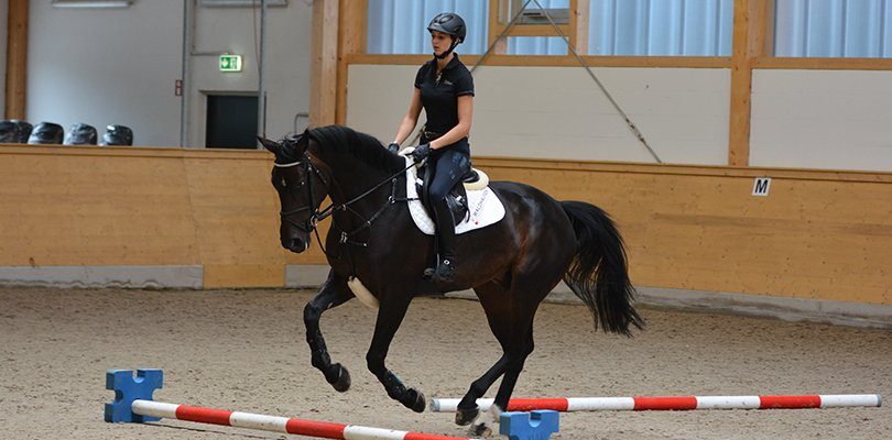 A rider riding their horse over poles with the sides staggered in height to allow the horse to get used to them.