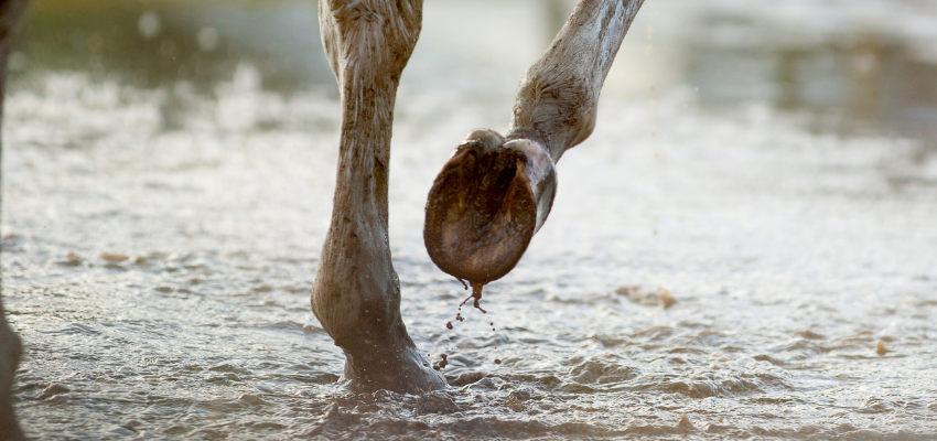 A horse walking through water.