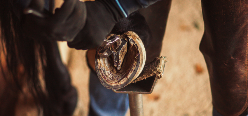 A farrier trimming a horse's hooves.