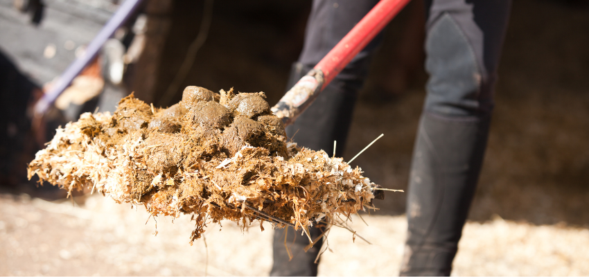 Cleaning a horse's dirty stall.