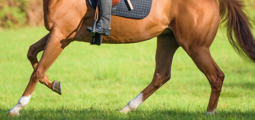 A brown horse trotting.