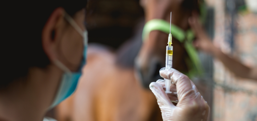 A veterinarian standing with a syringe in front of a horse.