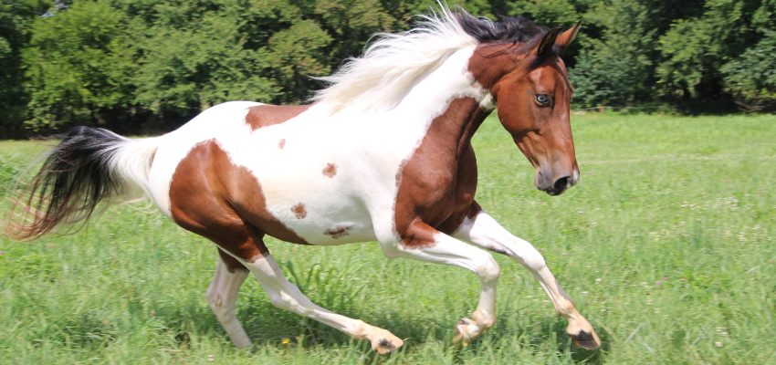 A horse on a pasture.