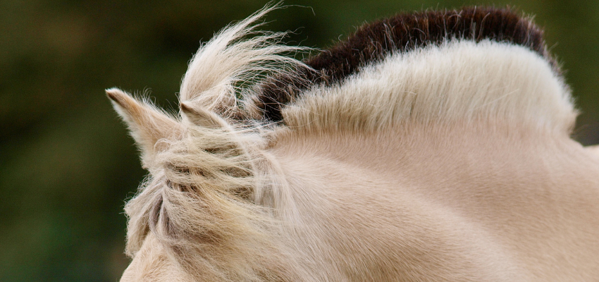 The Standing Mane of a Fjord Horse