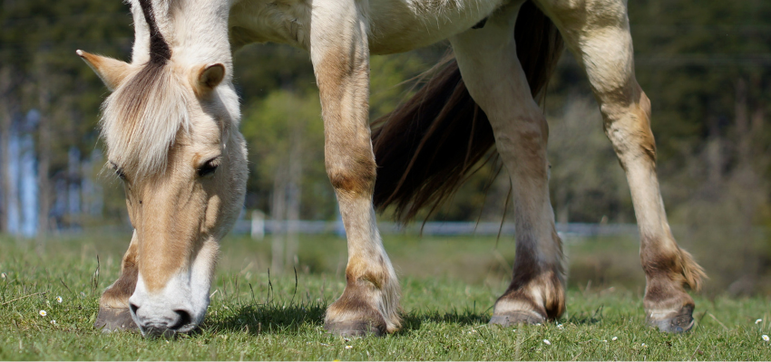 A fjord horse grazing.