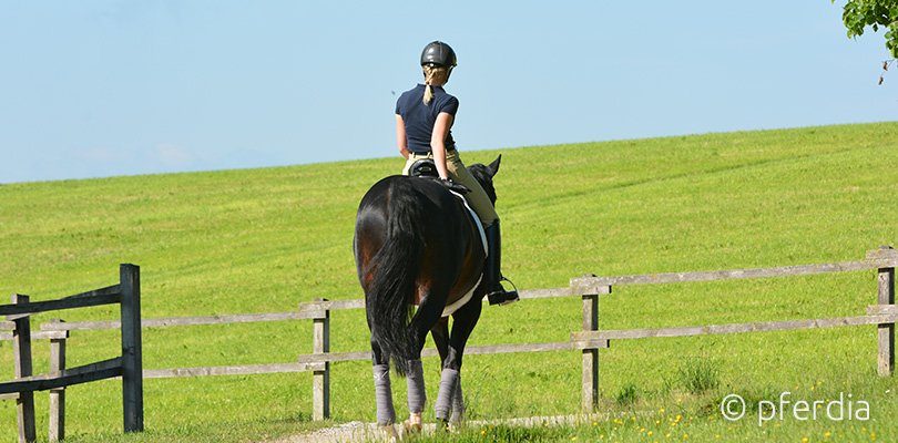 Muskelaufbau Pferd Reiten