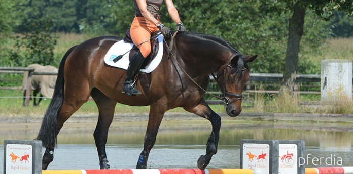 Gelenksteigbügel Gelenksteigbügel-Dressur