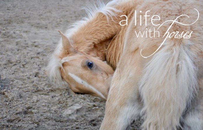Pony-Fohlen Fohlen-geköhrte-Halbbrüder