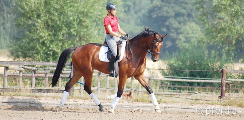 Ingrid Klimke auf Just Paul Just Paul unter Ingrid Klimke