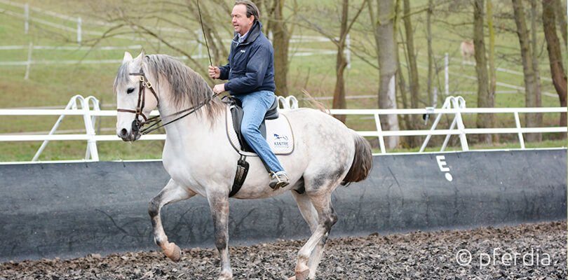 Stefan Schneider Working Equitation