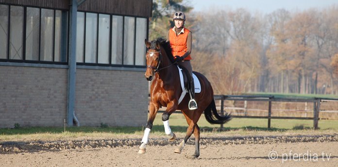 übergänge-richitg-reiten Übergänge reiten