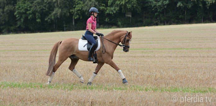 reiten-stoppelfeld training-gelaende