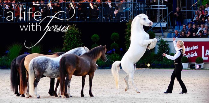 freiheitsdressur-pony pony-freiheitsdressur
