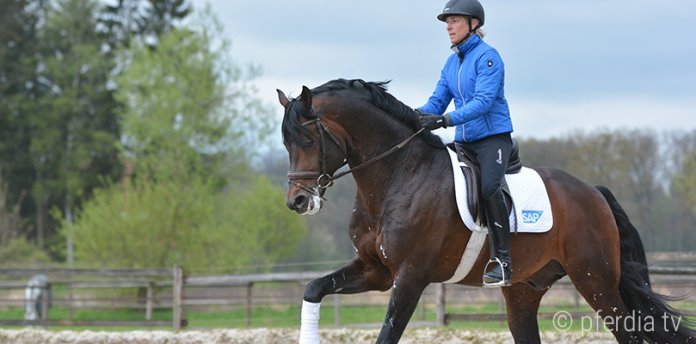 ingrid-klimke-franziskus dressur-wiesbaden