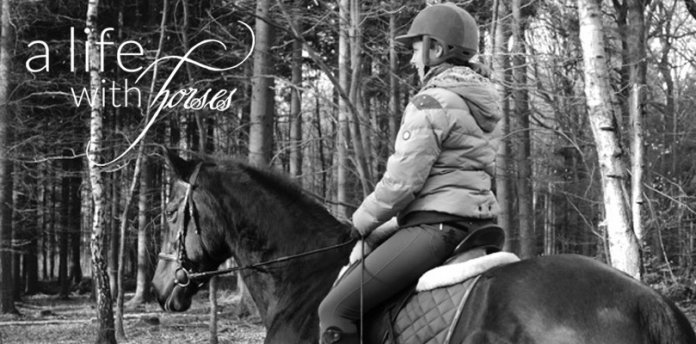 schoenere-fotos pferd-foto