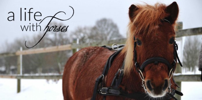 Rodeln-mit-dem-Pferd Ponys-im-Schnee