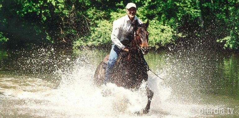 pferde-ins-wasser-reiten