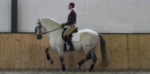 David-de-Wispelaere-reitet-Piaffe