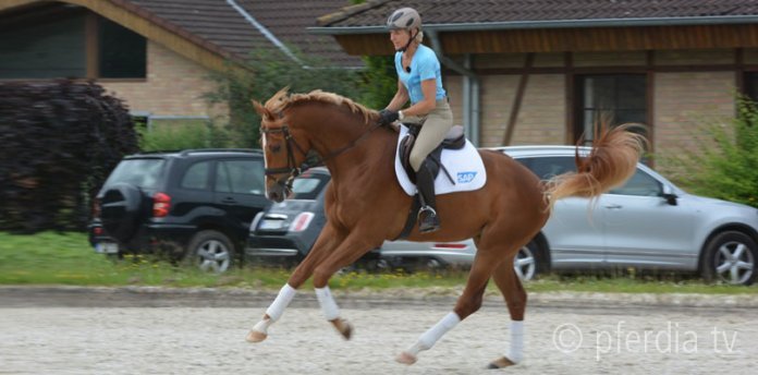 bockendes-pferd tipps-gegen-bockende-pferde