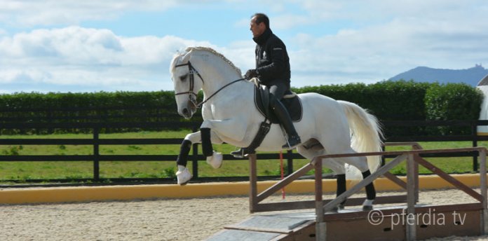 pedro-torres pedro-torres-working-equitation