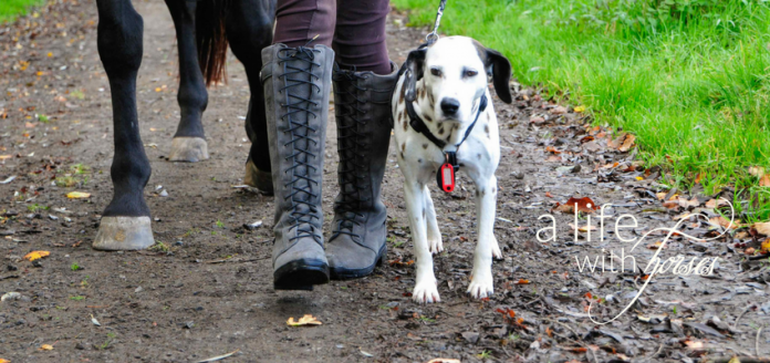 Hunde-fuer-Reiter Reiterhund