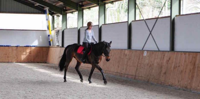 steife-Pferde-korrekt-reiten großrahmige-Pferde-reiten