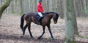 Muskelaufbau Pferd Hangbahn