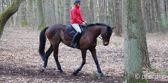 Muskelaufbau Pferd Hangbahn Muskelaufbau Pferd Hangbahn