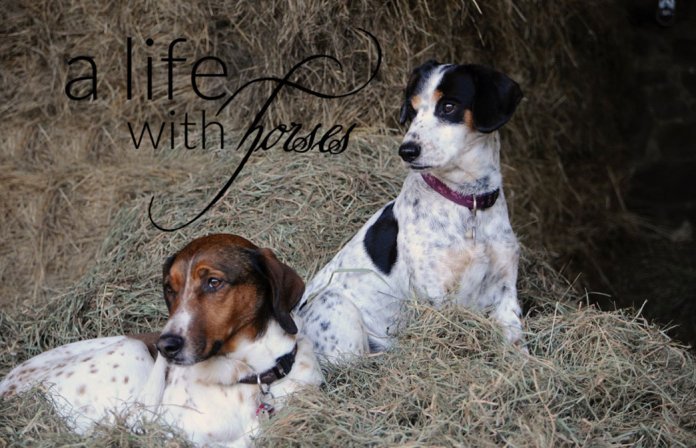 Hunde-im-Stall Freundschaft-unter-Hunden