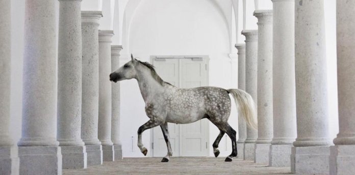 Pferderasse-Lipizzaner Pferderassen-im-Portrait