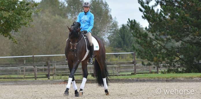 Ingrid Klimke Franziskus Volte reiten Ingrid Klimke Franziskus Volte reiten