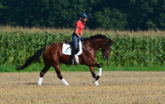 Ingrid_klimke-im-Galopp Ingrid-Klimke-reitet-auf-Stoppelfeld