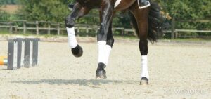Gamaschen-Dressurgamaschen-Beinschutz