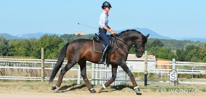 Gebisslose Zaumung Welche Ist Die Richtige Fur Dein Pferd