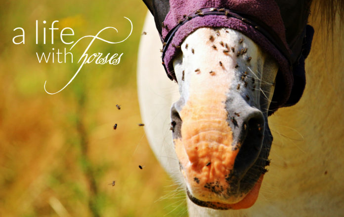 insektenspray-fliegenschutz-pferd