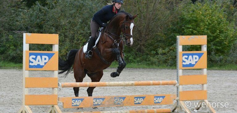 Springreiten Steilsprung Training