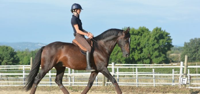 halsring reiten alizee froment halsring reiten alizee froment