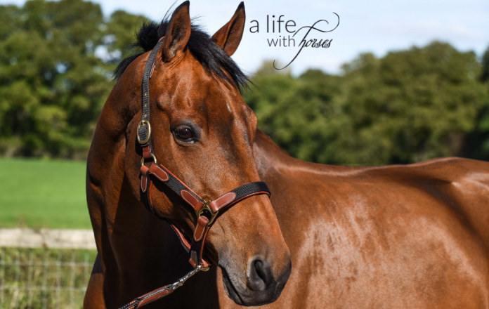Halfter_dapple_alifewithhorses