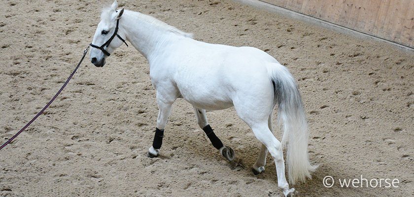 Pferd Trägt Schweif Schief