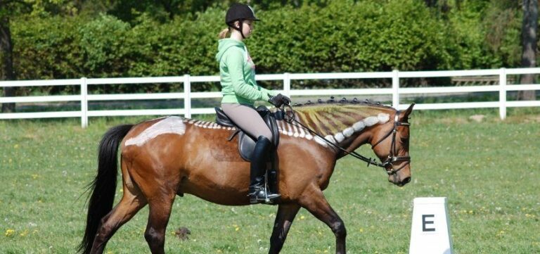 pferderücken wehorsewednesday