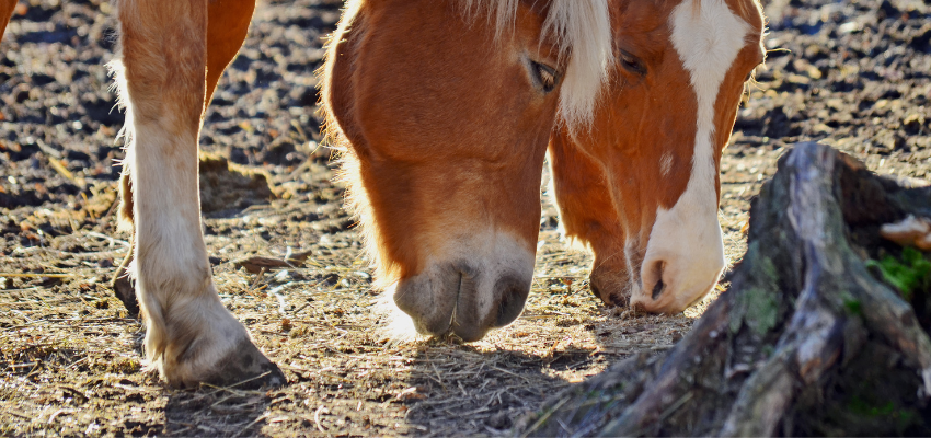 Flohsamen Pferd Erfahrungen