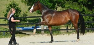 freiarbeit-liberty-horsemanship