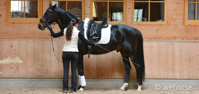 Beran-Stehenbleiben-Warmblut