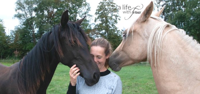 Jungpferde_Weide_alifewithhorses