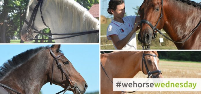 wehorsewednesday Zäumungen