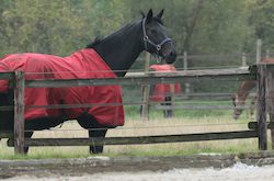 Pferde-auf-Paddock Zuschauer-am-Weidezaun