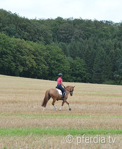 training-auf-dem-stoppelfeld stoppelfeld-reiten
